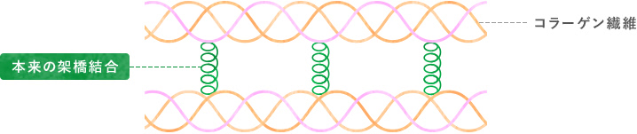 コラーゲン（肌、骨など）が弾力を保っている状態
