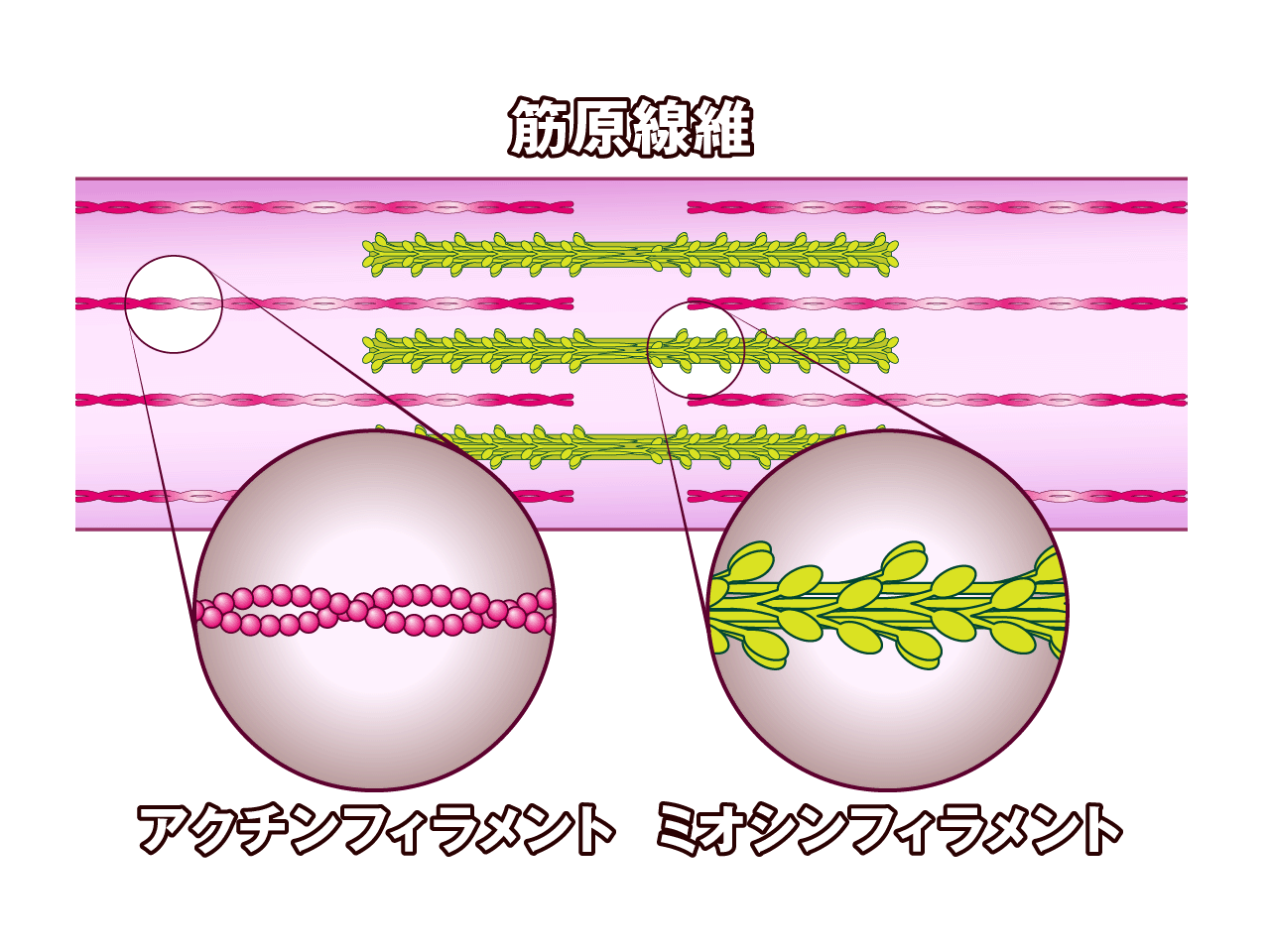 ⑨さらに細かくみると、筋原線維は太いミオシンフィラメントと細いアクチンフィラメントから成り立っています。