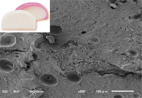 かまぼこの顕微鏡写真
