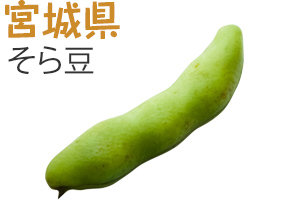 宮城県　そら豆