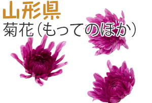 山形県　菊花（もってのほか）