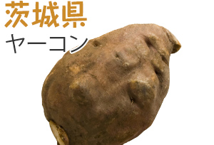 茨城県　ヤーコン