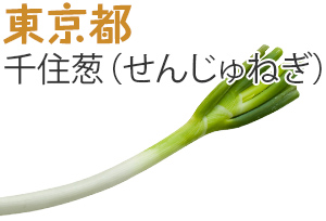 東京都　千住葱（せんじゅねぎ）