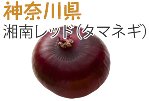 神奈川県　湘南レッド（タマネギ）