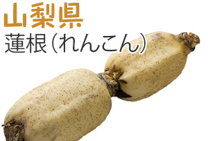 山梨県　蓮根（れんこん）