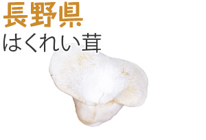 長野県　はくれい茸