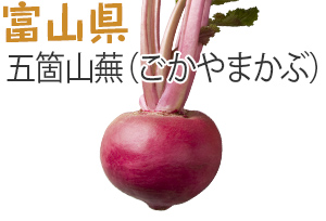 富山県　五箇山蕪（ごかやまかぶ）