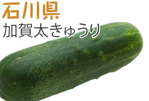 石川県　加賀太きゅうり