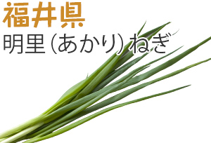 福井県　明里（あかり）ねぎ