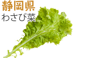 静岡県　わさび菜