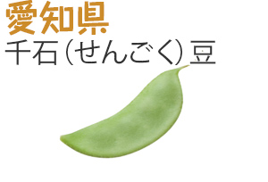 愛知県　千石（せんごく）豆