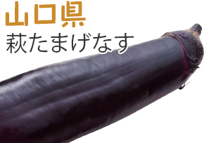 山口県　萩たまげなす