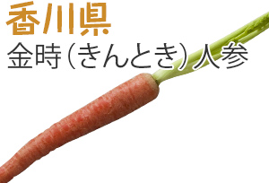 香川県　金時（きんとき）人参