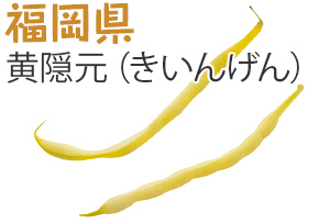 福岡県　黄隠元（きいんげん）