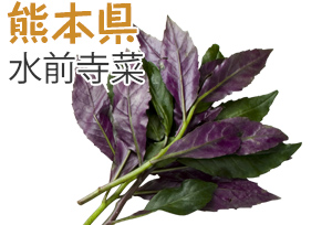 熊本県　水前寺菜