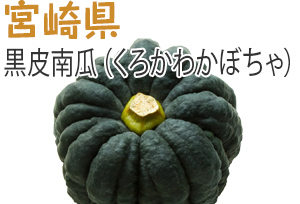 宮崎県　黒皮南瓜（くろかわかぼちゃ）