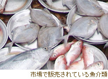 市場で販売されている魚介類