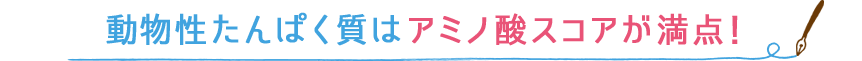 動物性たんぱく質はアミノ酸スコアが満点！